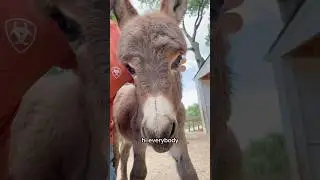 Barry check in!  #fluffyfeatherfarm #minidonkey #bonkey #donkey #babydobkey