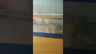 Мой хамяк стёпа