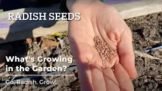 What's Growing in the Garden?  Go, Radish, Grow!