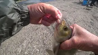 August 9, 2025. Fishing from the Northern Riviera pier.
