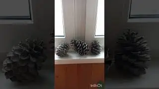 Шишки из Абхазии