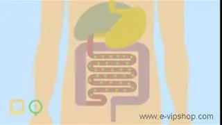 Синбиотики (симбиотики) Vision.Синбиотики для кишечника