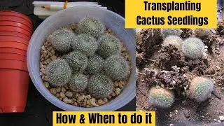 Transplanting Cactus Seedlings | How & When to do it #cactus #cacti
