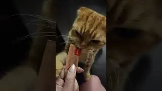 Угощаю Нюшу, пока никто не видит