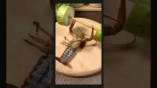 fanny video, 