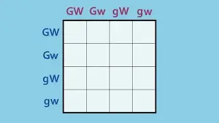 How to Complete a Dihybrid Punnett Square
