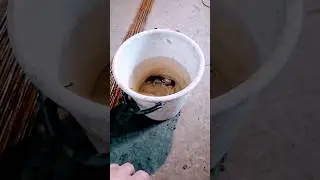 КАК ИЗБАВИТЬСЯ ОТ МЫШЕЙ В ДОМЕ, ЛОВУШКА ДЛЯ МЫШЕЙ