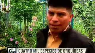 Las orquídeas, un fuerte potencial turístico para el Ecuador