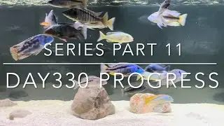 African cichlids series part 11 day 330