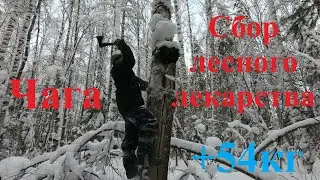 Сбор чаги на мотособаке с товарищем