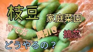 初心者の家庭菜園　枝豆の育て方　間引き　摘芯　やり方　Home garden How to grow edamame