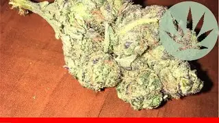 Cheese Quake - All About This Strain