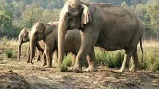 פיל פילון --Pil Pilon-- Elephant baby elephant-- kids song