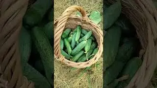 Огурчики поспевают.
