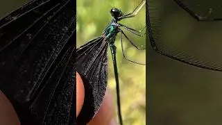 Ebony Jewelwing, Black-Winged Damselfly. Video 1/2