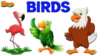 Birds Name | Learn Birds Name With Pictures | A to Z Birds Name