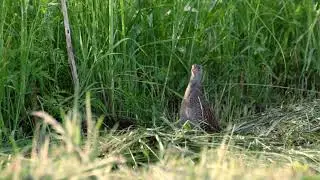 Коростель - CORNCRAKE (Crex crex)