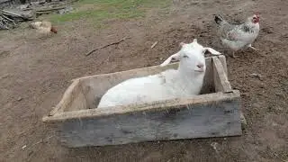 Обеденный перерыв у животных. Пришли витаминные ведра.
