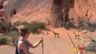 Valley of Fire, Nevada! Throwing an Atlatl