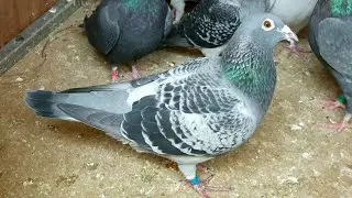 Big pigeon surprise!