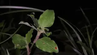 듣자마자 떡실신 하는 수면유도음악🎵 스트레스 해소음악, 잠잘때 듣는 음악, 불면증치료음악, 수면유도음악