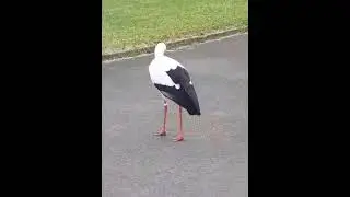Une cigogne du Puy du Fou retrouvée devant le commissariat de Cholet