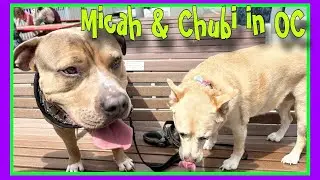 Micah’s First Time visits in Ocean City | Chubi | Micah | FAMTayo #118