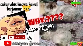 Lion cut (cukur habis)kucing yang sedang hamil besar😱