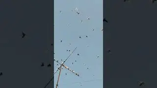 31.08.2024г Голуби Зухринддина ч. 2