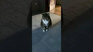 Asked Vasya the cat how he and Mishka behaved while we were away