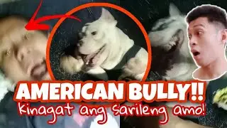 Americanbully kinagat! sarileng Amo!?