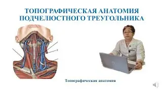 Топографическая  анатомия подчелюстного треугольника