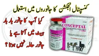Conceptal Injection Use In Animals | Dr Noman Ali Hamza