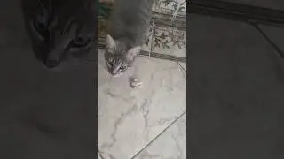 Голодная кошка попросила еды.
