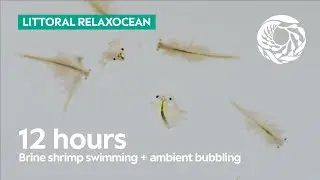 12 Hours of Bubbling Brine Shrimp at Monterey Bay Aquarium | Littoral Relaxocean
