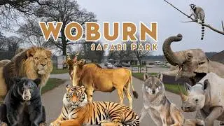 BEST Safari Park In The UK - Woburn Safari Park l Zoo Review