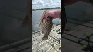 КАРАСЬ НА МАСТЫРКУ
