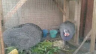 Ayam mutiara