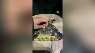 Platypus - Weirdest animal of the world