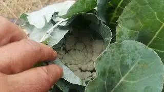 Aprendiendo a cultivar coliflores