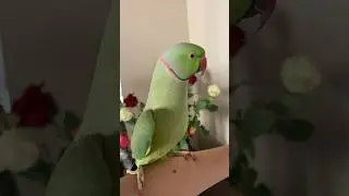 #попугайричи