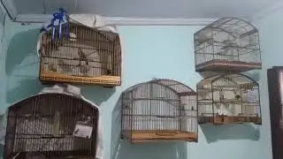 Baderna de chanchão