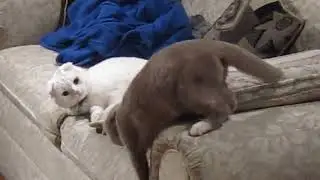 2 Scottish Folds - Blind Date (Snuggles & Smokey's First Meeting) Playful buggers.