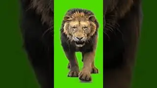 green screen lion 