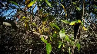 binaural audio - wind blowing through the trees. (1st attempt)