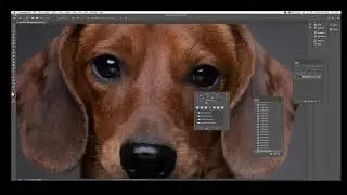 Dachshund retouch by Rolf Flor
