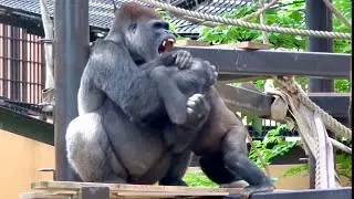 【Kyoto】Gorilla⭐️ Eldest son Gentaro keeps challenging his father gorilla 2019