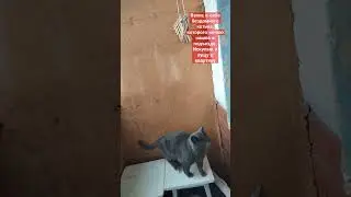 Бездомный котик, спасён с улицы. #кот #бездомныеживотные #котик