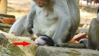 Cry😭😭 ! Eleno why you cry like this, what happen Eleno / Monkey Post