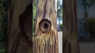 железное дерево для желаний 